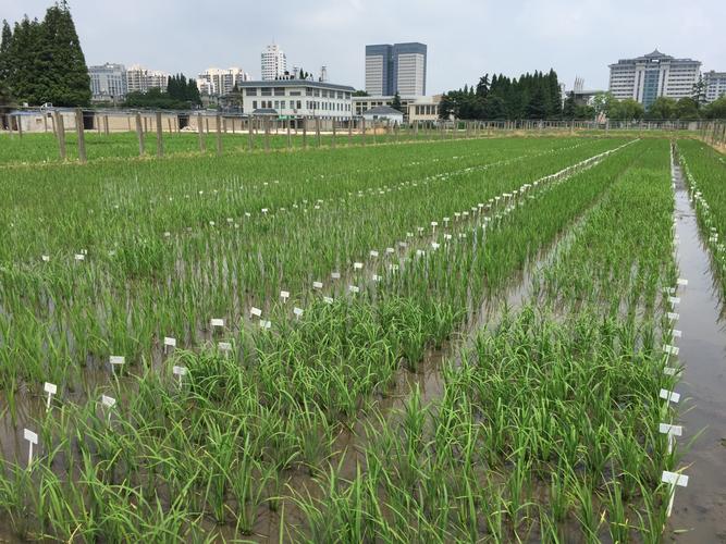 扬州大学水稻抗病遗传育种团队科研栽秧小记