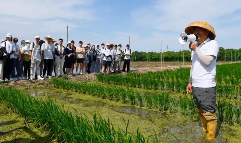 科研团队成员正在给安农大种子科学与工程专业的学生上水稻育种课外