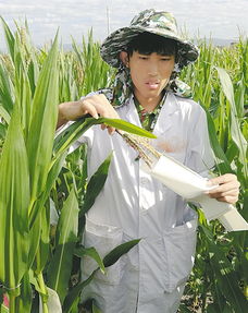 南繁科研育种基地培育出全国约70 的农作物新品种 种业硅谷 生机勃勃