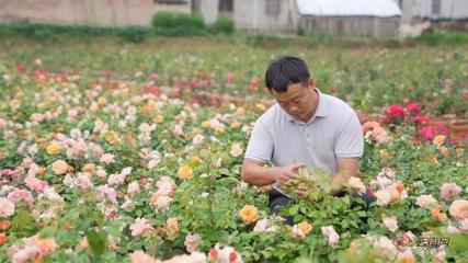 【微光志】用七年,等“一朵花开”