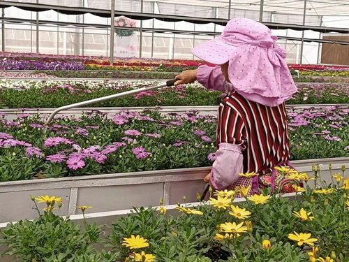 特色高档盆花芬芳 晋宁精品花卉前景佳