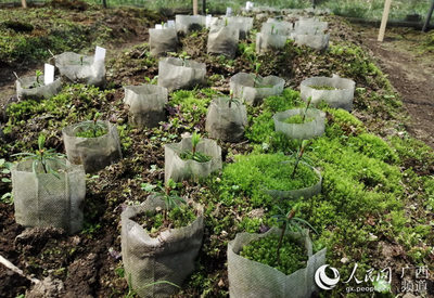 “植物活化石”资源冷杉全球首次实现野外回归