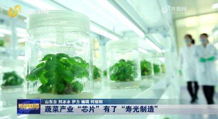 从“种菜卖菜”到“育种卖苗”蔬菜产业“芯片”有了寿光制造